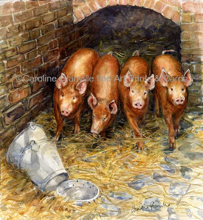 Four tamworth piglets, painting by Caroline Glanville